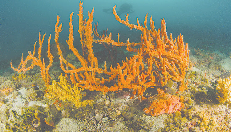 Μεγάλη ποικιλία σχημάτων και αποχρώσεων χαρακτηρίζει τους σπόγγους, οι οποίοι στα μεγαλύτερα βάθη συχνά σχηματίζουν πολύχρωμους «κήπους».