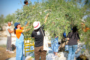 Η προώθηση του ελαιοτουρισμού στην Κρήτη