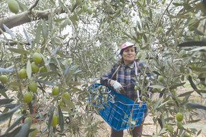 Αγρότισα στις ελιές