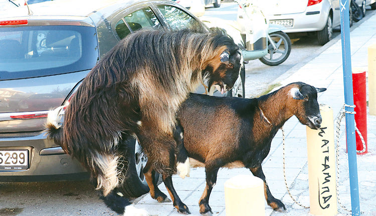 Σε σταρ της χθεσινής ημέρας εξελίχθηκαν από το πουθενά ο τράγος και η κατσίκα, που βρέθηκαν να ερωτοτροπούν ασυστόλως και αδιακρίτως σε παρκάκι του Κατσαμπά, παρακείμενο του Αγίου Δημητρίου.