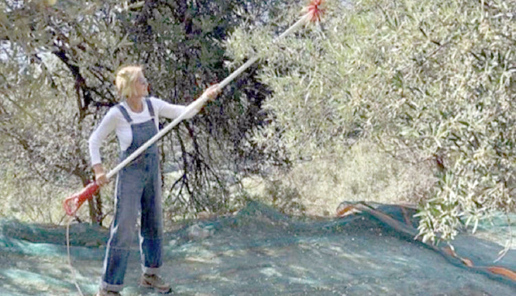 Η Μαρέβα Γκραμπόφσκι-Μητσοτάκη ανήρτησε στον προσωπικό της λογαριασμό στο Instagram μία φωτογραφία στην οποία φαίνεται να έχει αναλάβει πόστο στο μάζεμα των ελιών