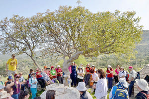 Το ιερό δέντρο