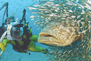 Μειωμένοι κατά πολύ οι πληθυσμοί των μεγάλων ψαριών