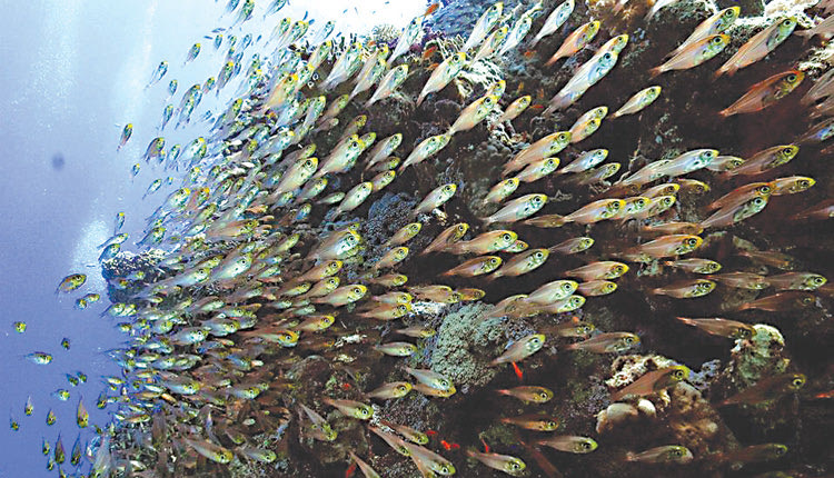 Πρέπει να μάθουμε να τρώμε και τα λεσεψιανά ψάρια!