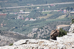 Το απίθανο ταξίδι ενός γύπα