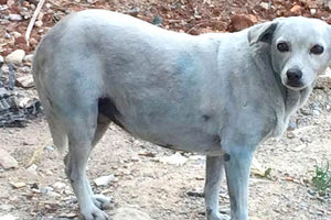 Έβαψαν τη σκυλίτσα μπλε οι άθλιοι