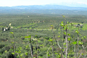 περιοχή απαλωτρίωσης για το αεροδρόμιο