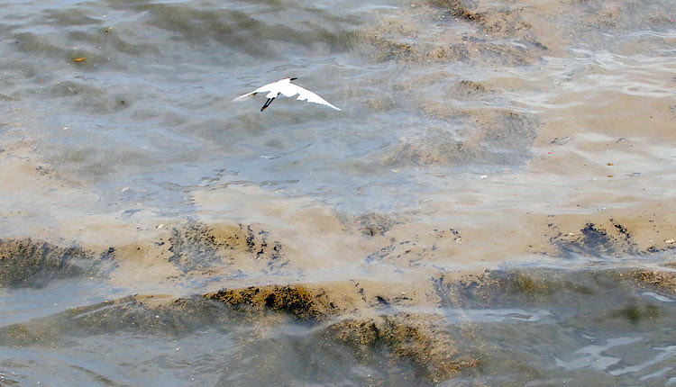 Κόλλησε στα αβαθή το πλοίο “θηρίο” και προσάραξε στον Δερματά 