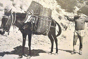 ΦΩΤΟ ΗΜΕΡΑΣ: Κουβαλώντας τα σταφύλια με το “έχνος”  