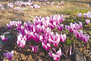 φύση ανθισμένη