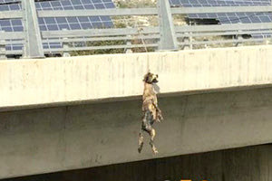 η εικόνα με το κρεμασμένο σκυλί σε γέφυρα του κάθετου άξονα Ηρακλείου - Μεσσαράς