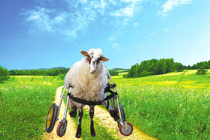 Μια νέα ζωή στα λιβάδια της Ολλανδίας περιμένει τη Γιαννούλα