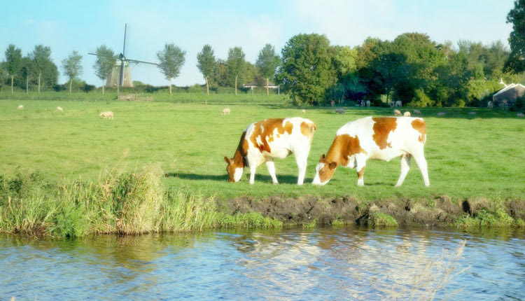 Μια νέα ζωή περιμένει τη Γιαννούλα στην Ολλανδία 