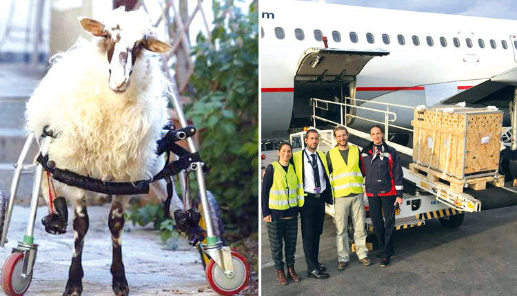 Η Γιαννούλα έφτασε στην ολλανδική φάρμα