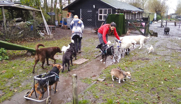 Η πρώτη γνωριμία με τα άλλα ζώα της φάρμας 