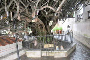 H ιερή μυρτιά στη Μονή της Παλιανής