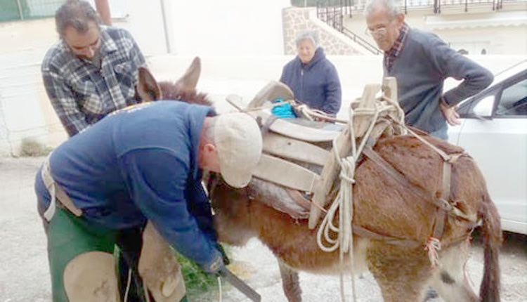 Τα γαϊδουράκια της Κρήτης έχουν έναν σπουδαίο υποστηρικτή από την Ολλανδία, που εδώ και μια δεκαετία έρχεται στο νησί και τους προσφέρει εθελοντικά εργασίες πεταλωτή.