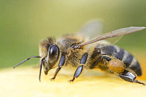 τσιμπήθηκε από μέλισσα