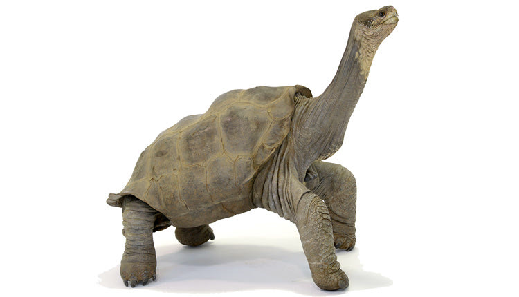 Ο “Μοναχικός Γιώργος”