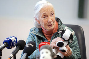 Η διεθνούς φήμης πρωτευοντολόγος, ηθολόγος και πρέσβειρα Ειρήνης των Ηνωμένων Εθνών, Dr. Jane Goodall από το Ηράκλειο