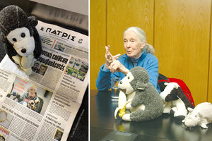 Η Dr. JaneGoodall διάβασε στο αεροπλάνο το ρεπορτάζ της «Π» για την επίσκεψή της στην πόλη μας και την ομιλία που πραγματοποίησε στο Πολιτιστικό Συνεδριακό Κέντρο, που ήταν ιδιαίτερα καθηλωτική. Και μας έστειλε μια χαριτωμένη φωτογραφία!