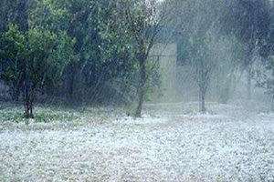 Η χαλαζόπτωση έδωσε το τελειωτικό χτύπημα στις ελιές