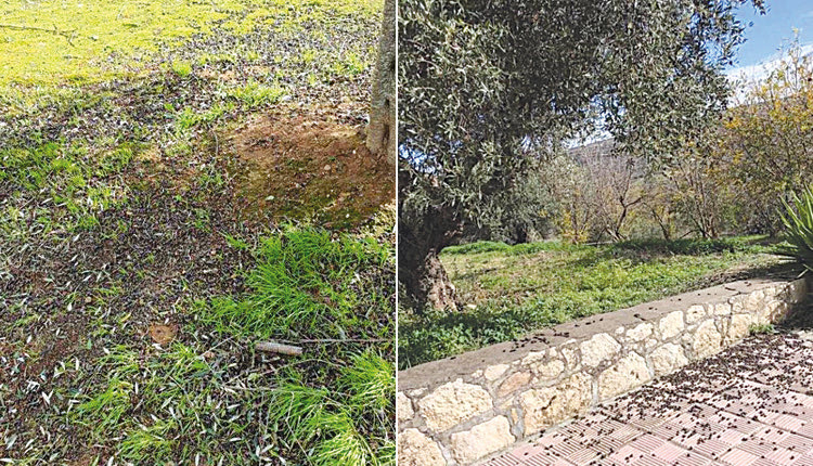 Τεράστιες καταστροφές στις ελιές από την έντονη χαλαζόπτωση.