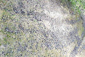 Πεσμένες κάτω οι ελιές