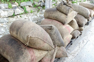 ελαιόκαρπος