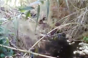 Μόλυνση του περιβάλλοντος στην περιοχή της Αγίας Ειρήνης στα Σπήλια καταγγέλλουν κάτοικοι