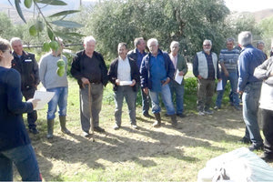 Δράσεις από την Proactive για τη βελτίωση της ποιότητας του ελαιολάδου