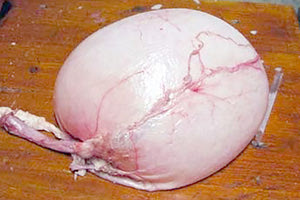 Η «Φούσκα του Χοίρου»