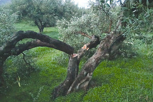 Ο εκδικητής με το πριόνι «αποτελείωσε» το λιόφυτο