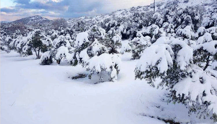 Στα λευκά ντύθηκε η Κρήτη χθες για να αποχαιρετήσει τον “Τηλέμαχο”