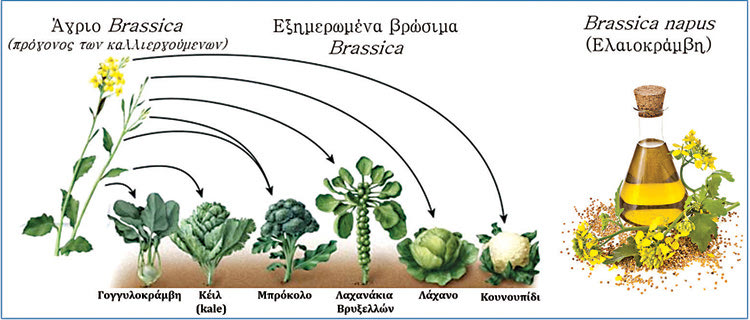 Οι επιστήμονες αλληλούχισαν το γονιδίωμα ενός ιθαγενούς φυτού της Κρήτης