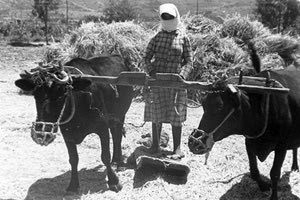 Αλώνισμα σε χωριό της επαρχίας Πεδιάδος, Ιούνιος 1943
