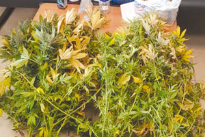 βρέθηκαν δενδρύλλια μέσα σε μία ντουλάπα, τα οποία καλλιεργούνταν με τη μέθοδο της υδροπονίας