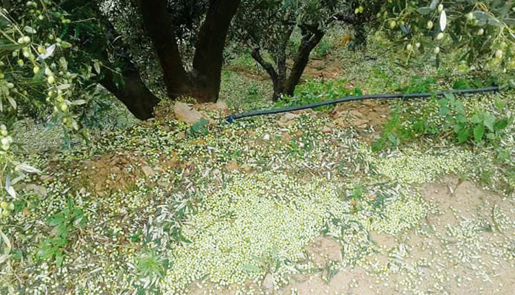καταστροφή ελαιοδέντρων