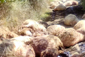 σφαγές προβάτων