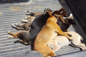 ΣΚΥΛΙΑ ΦΟΛΕΣ