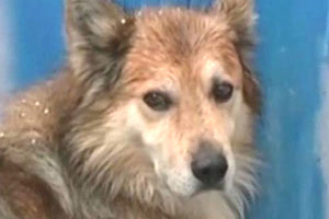 Τη σκότωσε με τη «σκύλα» και τη βρήκε ο σκύλος!