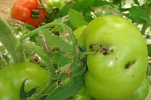 Μέχρι το υπουργείο έφτασε η Tuta Absoluta