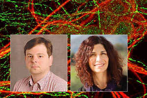 Ερευνητές του ΙΤΕ εντόπισαν τα κύτταρα της ροής της μνήμης