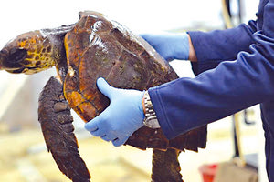 Στην αγκαλιά των επιστημόνων του Ενυδρείου Κρήτης βρίσκεται η Μυρσίνη, μία χελώνα που βρέθηκε στην παραλία του Λέντα.