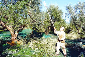 ελαιοπαραγωγή