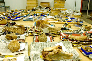 Η ραχοκοκαλιά του Μουσείου Φυσικής Ιστορίας Κρήτης είναι οι συλλογές του που αριθμούν περίπου 2,5 εκατομμύρια δείγματα από όλη την Ανατολική Μεσόγειο