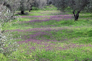Λιόφυτο την άνοιξη από την περιοχή του Πρινιά