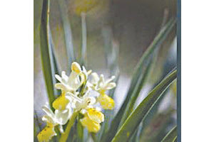 H μακροφωτογραφία της άγριας φύσης κυριαρχεί στο έργο τού ερασιτέχνη φωτογράφου Σταύρου Μαρκόπουλου