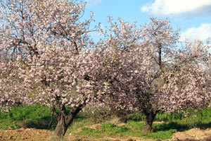 Ανθισμένη αμυγδαλιά
