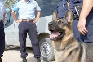 Σκύλος ανιχνευτής